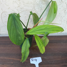 Load image into Gallery viewer, #R14 Philodendron Werkhoveniae