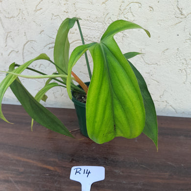 #R14 Philodendron Werkhoveniae