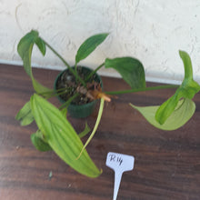Load image into Gallery viewer, #R14 Philodendron Werkhoveniae