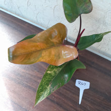 Load image into Gallery viewer, #R47 Philodendron Strawberry Shake