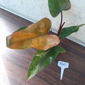 #R47 Philodendron Strawberry Shake