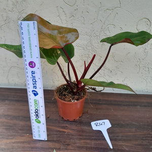 #R47 Philodendron Strawberry Shake