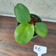 Load image into Gallery viewer, #R6 Philodendron Rugosum - &#39;Pig Skin&#39;