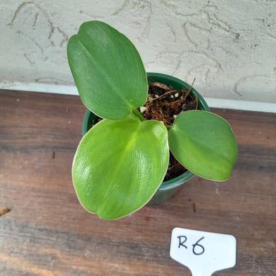 #R6 Philodendron Rugosum - 'Pig Skin'