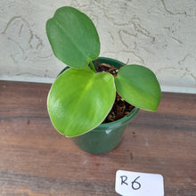 Load image into Gallery viewer, #R6 Philodendron Rugosum - &#39;Pig Skin&#39;