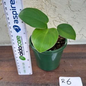 #R6 Philodendron Rugosum - 'Pig Skin'