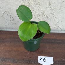 Load image into Gallery viewer, #R6 Philodendron Rugosum - &#39;Pig Skin&#39;
