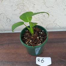 Load image into Gallery viewer, #R6 Philodendron Rugosum - &#39;Pig Skin&#39;