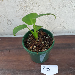 #R6 Philodendron Rugosum - 'Pig Skin'