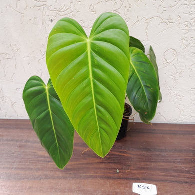 #R56 Large Philodendron Esmeraldense