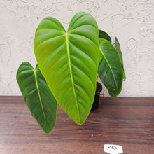 Load image into Gallery viewer, #R56 Large Philodendron Esmeraldense