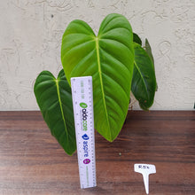 Load image into Gallery viewer, #R56 Large Philodendron Esmeraldense