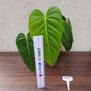 #R56 Large Philodendron Esmeraldense