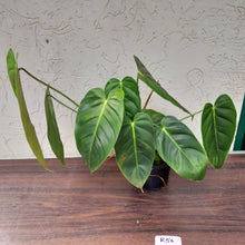 Load image into Gallery viewer, #R56 Large Philodendron Esmeraldense