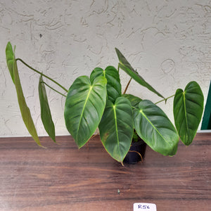 #R56 Large Philodendron Esmeraldense