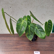 Load image into Gallery viewer, #R56 Large Philodendron Esmeraldense
