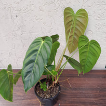 Load image into Gallery viewer, #R56 Large Philodendron Esmeraldense