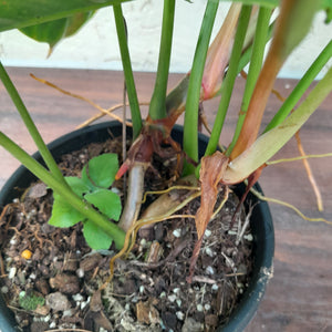 #R56 Large Philodendron Esmeraldense