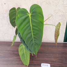 Load image into Gallery viewer, #R108 Large Philodendron Esmeraldense
