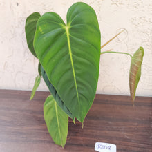 Load image into Gallery viewer, #R108 Large Philodendron Esmeraldense