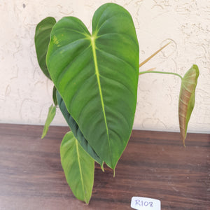 #R108 Large Philodendron Esmeraldense