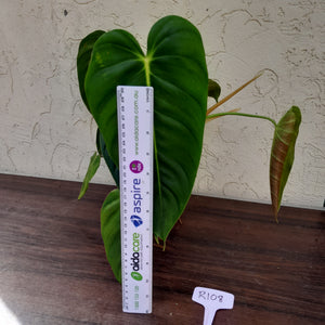 #R108 Large Philodendron Esmeraldense
