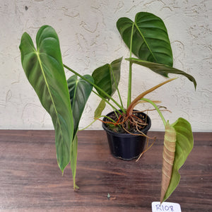 #R108 Large Philodendron Esmeraldense