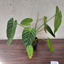 Load image into Gallery viewer, #R108 Large Philodendron Esmeraldense