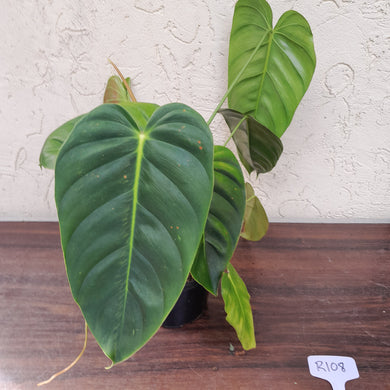 #R108 Large Philodendron Esmeraldense