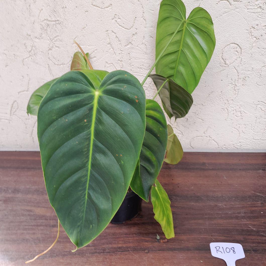 #R108 Large Philodendron Esmeraldense