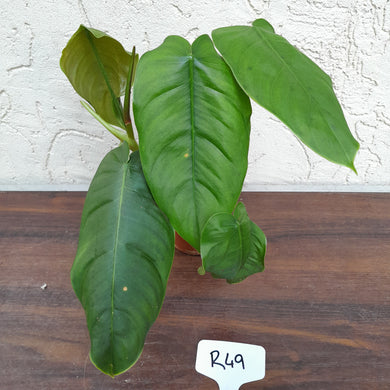 #R49 Philodendron Sharoniae