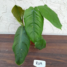 Load image into Gallery viewer, #R49 Philodendron Sharoniae