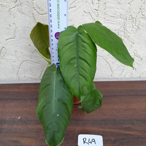 #R49 Philodendron Sharoniae