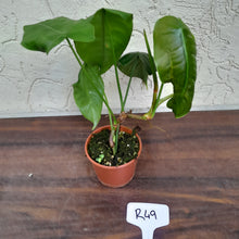 Load image into Gallery viewer, #R49 Philodendron Sharoniae