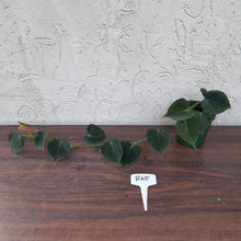 Load image into Gallery viewer, #R65 Philodendron Lupinum