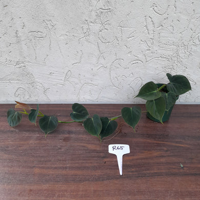 #R65 Philodendron Lupinum