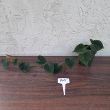 Load image into Gallery viewer, #R65 Philodendron Lupinum