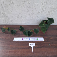 Load image into Gallery viewer, #R65 Philodendron Lupinum