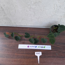 Load image into Gallery viewer, #R65 Philodendron Lupinum