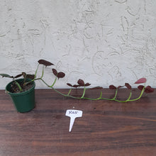 Load image into Gallery viewer, #R65 Philodendron Lupinum