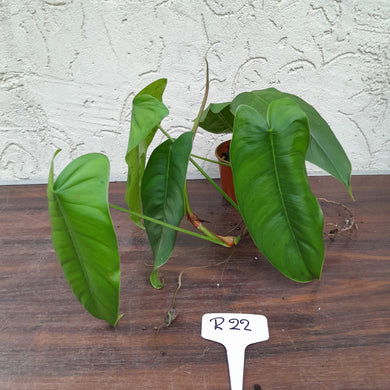 #R22 Philodendron Sharoniae