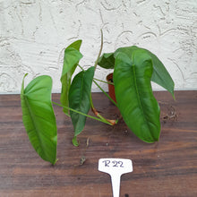 Load image into Gallery viewer, #R22 Philodendron Sharoniae