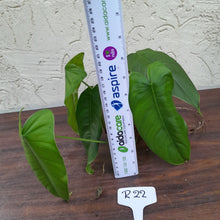 Load image into Gallery viewer, #R22 Philodendron Sharoniae