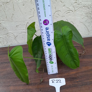 #R22 Philodendron Sharoniae