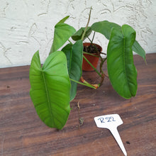 Load image into Gallery viewer, #R22 Philodendron Sharoniae