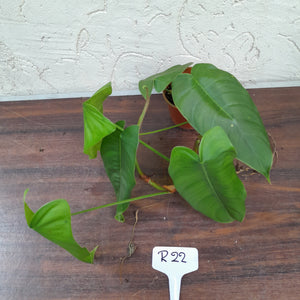 #R22 Philodendron Sharoniae