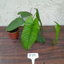 Load image into Gallery viewer, #R22 Philodendron Sharoniae