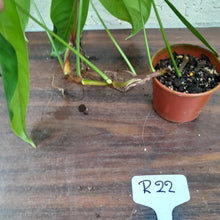 Load image into Gallery viewer, #R22 Philodendron Sharoniae