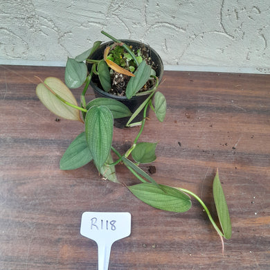 #R118 Philodendron Burle Marx Fantasy