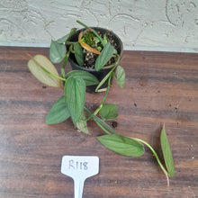 Load image into Gallery viewer, #R118 Philodendron Burle Marx Fantasy